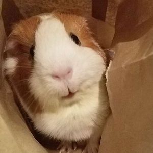 Meet your Posher, Elana